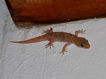 Korfu Gecko - Europäischer Halbfinger